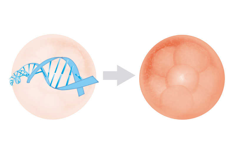 Europäische Experten für assistierte Reproduktion fordern einen Rechtsrahmen für die Forschung mit Embryonen zu dem revolutionären Verfahren CRISPR