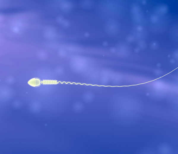 Die Länge der Spermien-Telomere wirkt sich nicht auf die Fruchtbarkeit beim Mann aus