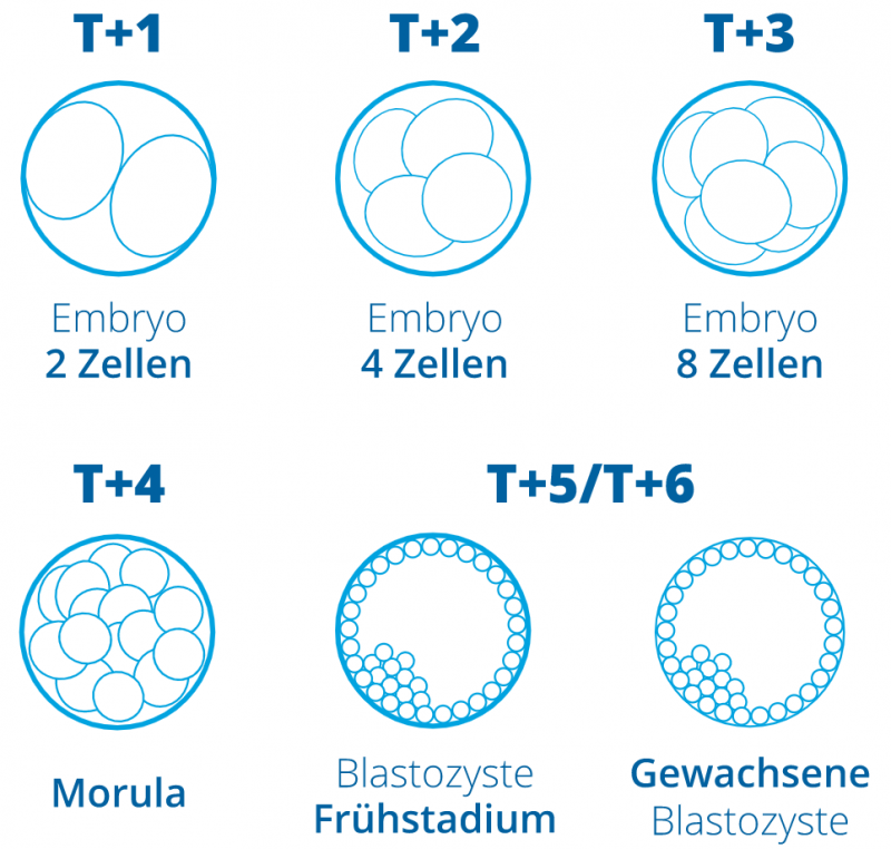 Was ist eine Blastozyste oder ein Embryotransfer am Tag 5? Eugin