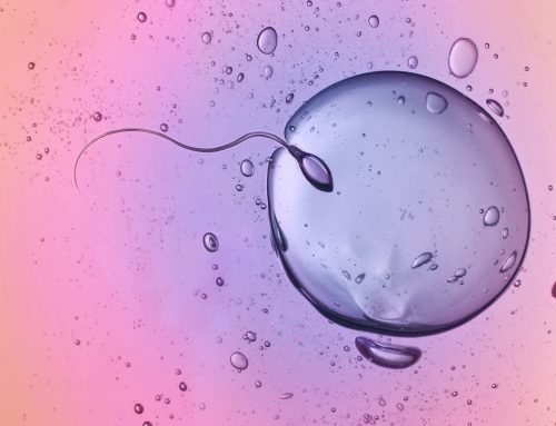Warum es ein Mythos ist, dass Spermien während des Befruchtungsvorgangs frenetisch zur Eizelle schwimmen